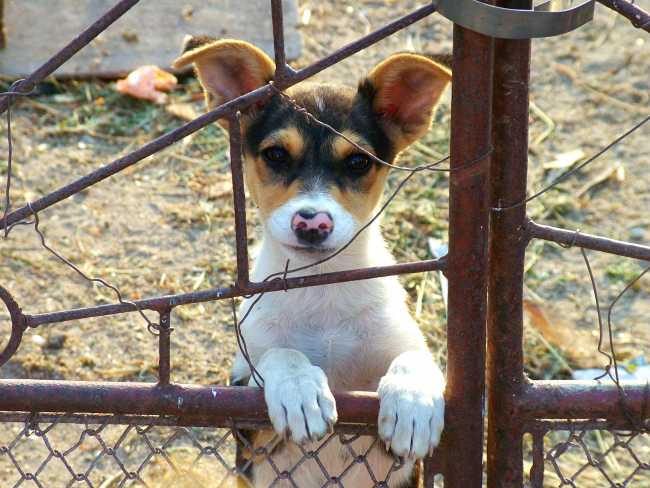 Toy Fox Terrier on Adoptico.com
