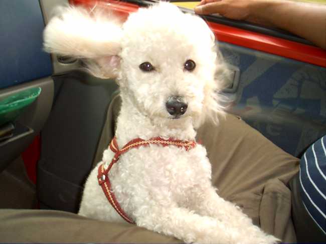 Poodle on Adoptico.com