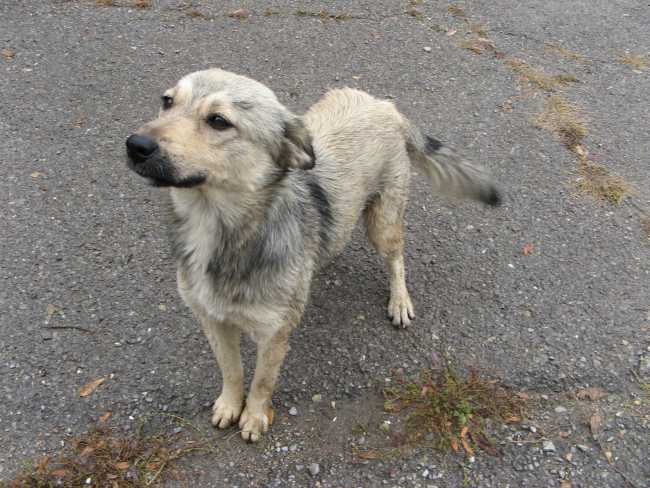 Australian Cattle Dog on Adoptico.com