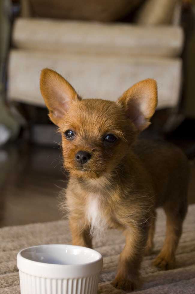Toy Manchester Terrier on Adoptico.com