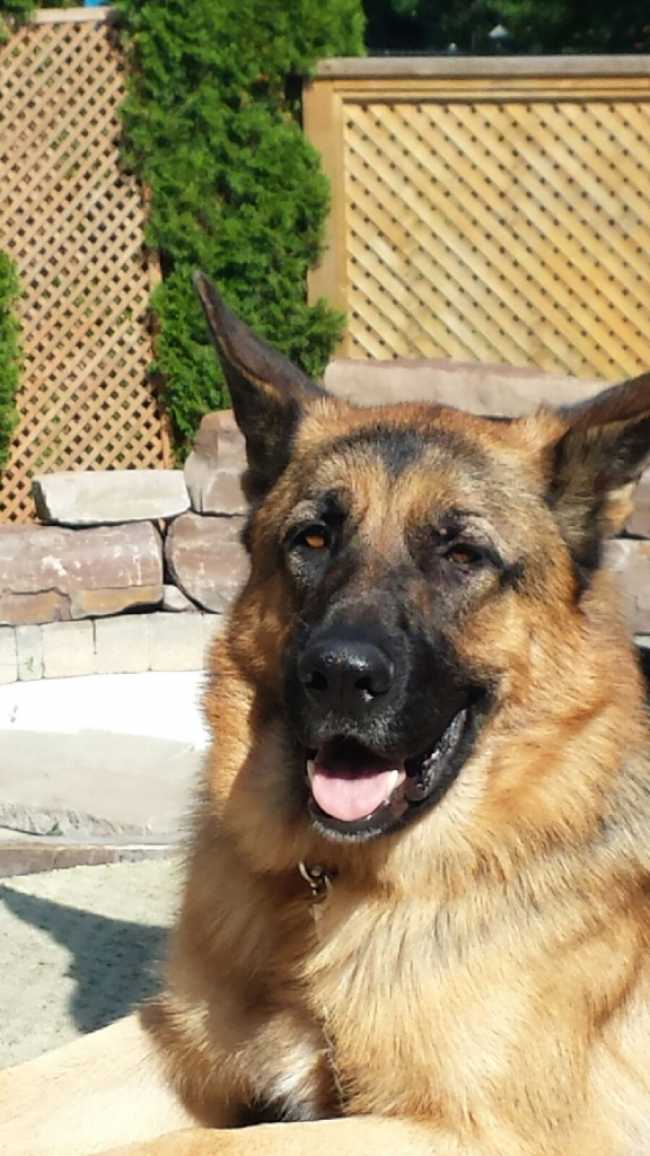 German Shepherd on Adoptico.com
