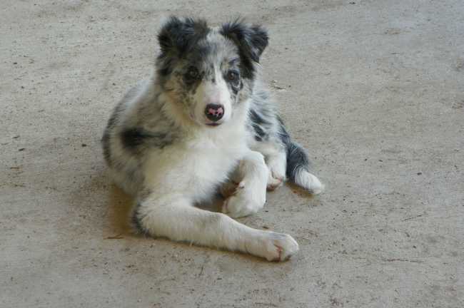 Mongrel on Adoptico.com