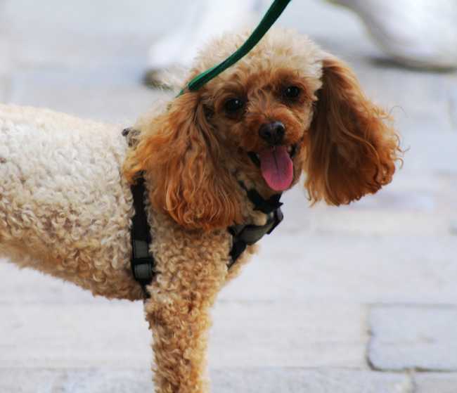 Poodle on Adoptico.com