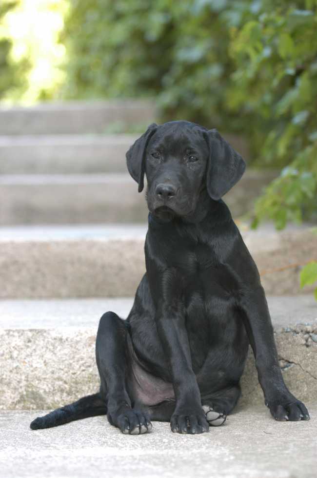Labrador Retriever on Adoptico.com