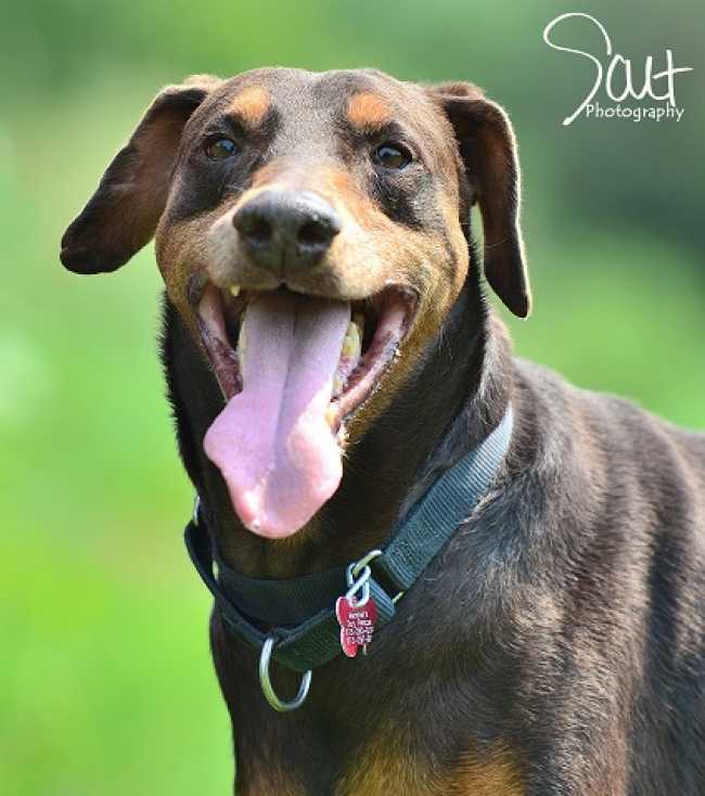 Doberman Pinscher on Adoptico.com