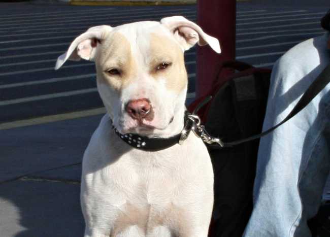 American Pit Bull Terrier on Adoptico.com