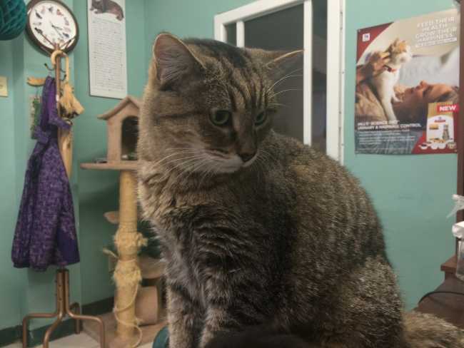 Cat for Adoption, Female Mongrel (Dini) from St. Thomas, Ontario