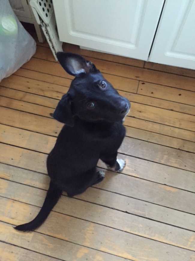 Labrador Retriever on Adoptico.com