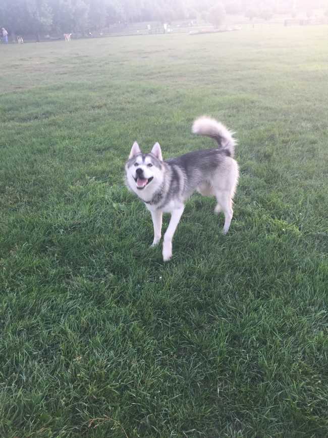 Siberian Husky on Adoptico.com