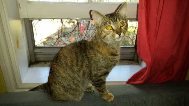Cat for Adoption, Female American Shorthair (Maya) from Arthur, Ontario
