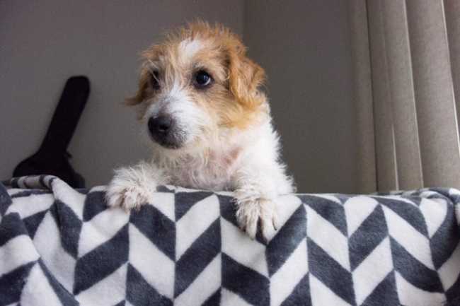 Parson Russell Terrier on Adoptico.com