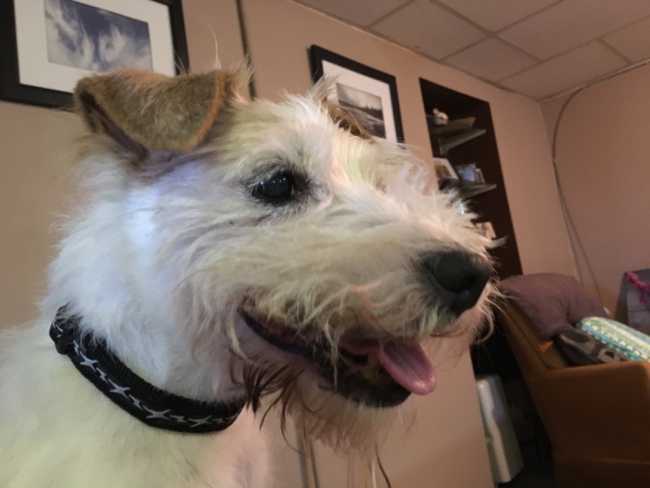 Parson Russell Terrier on Adoptico.com