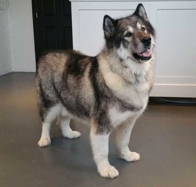 Husky on Adoptico.com