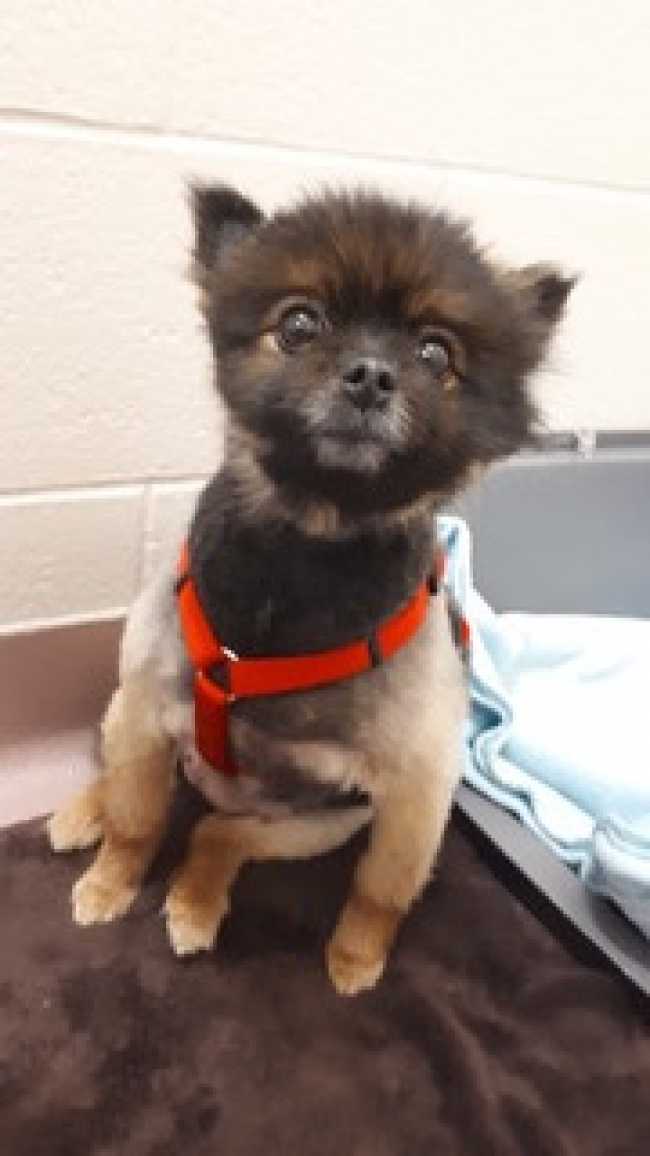 Pomeranian on Adoptico.com