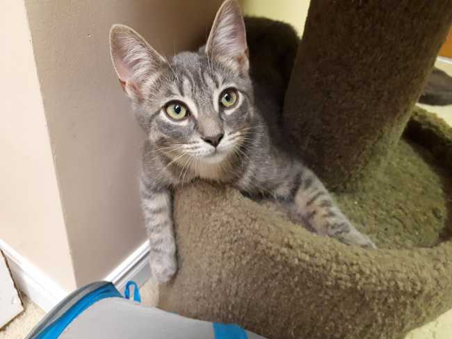 American Shorthair on Adoptico.com