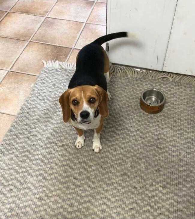 Beagle on Adoptico.com