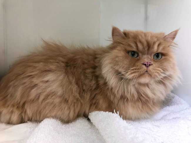 Persian on Adoptico.com