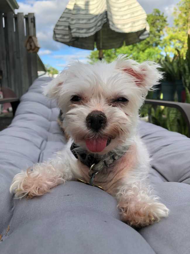 Maltese on Adoptico.com