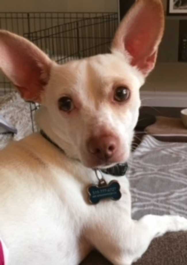Chihuahua on Adoptico.com