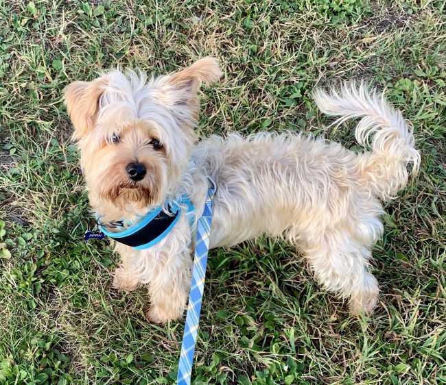 Yorkshire Terrier on Adoptico.com