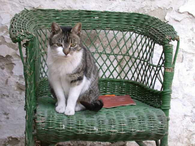 on Adoptico.com