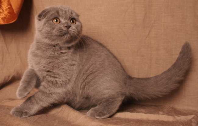 Scottish Fold on Adoptico.com