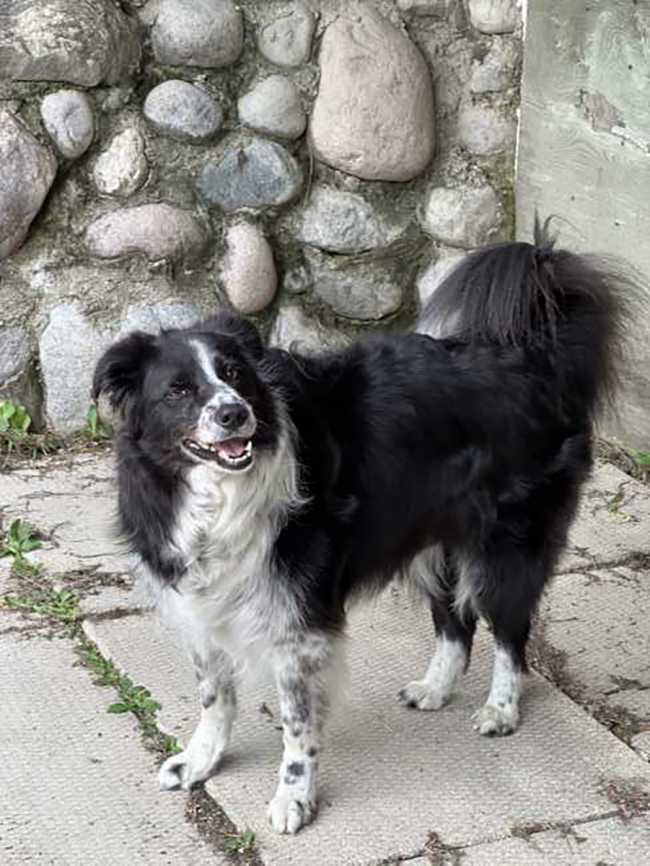 Border Collie on Adoptico.com