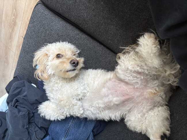 Bichon Frise on Adoptico.com
